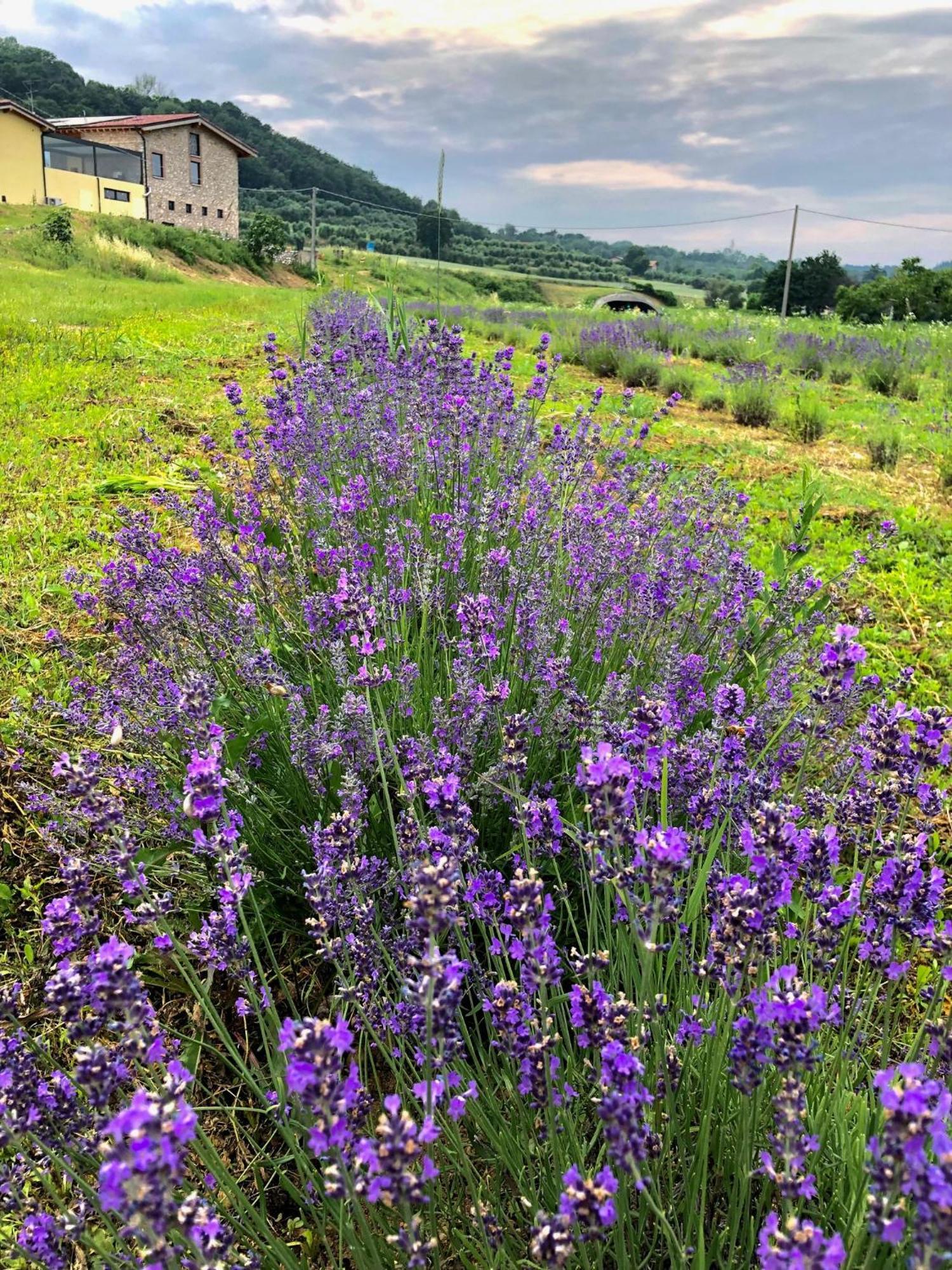 Agriturismo Al Mancino Лонато Екстериор снимка