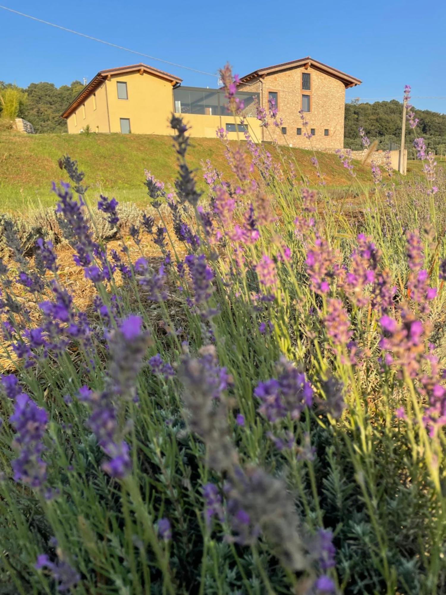 Agriturismo Al Mancino Лонато Екстериор снимка